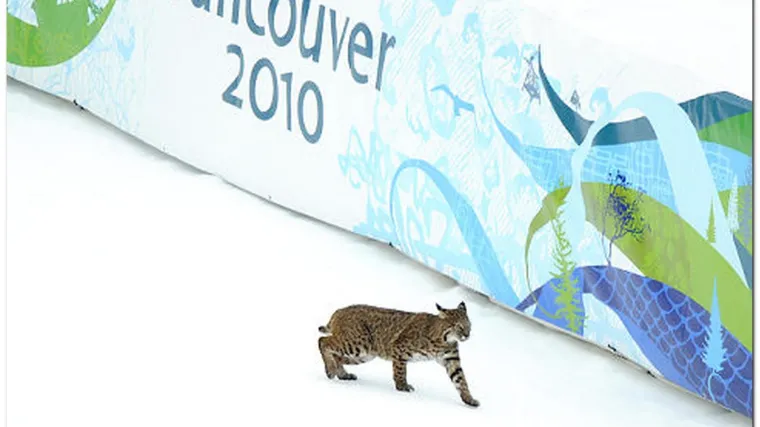 Ris na treningu olimpijaca