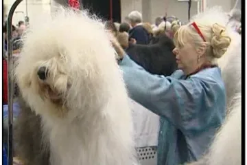 Najveća svjetska izložba pasa