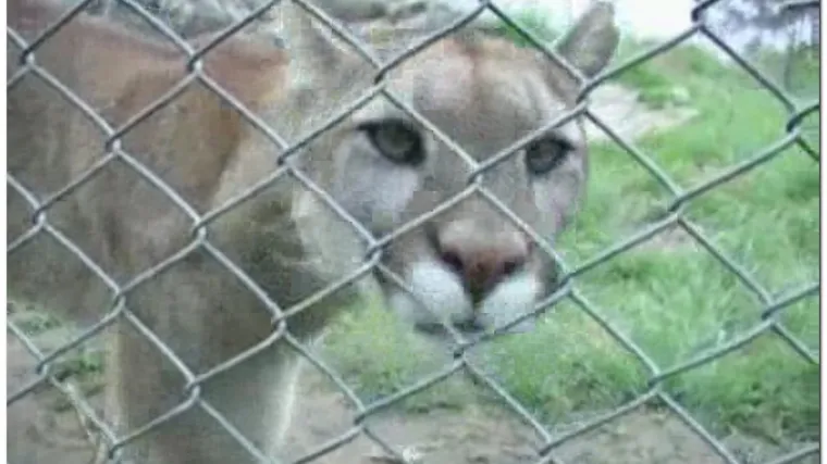 Puma ubila dječaka u zoolo&scaron;kom