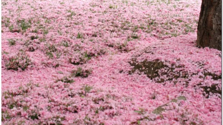 U Rusiji pao ružičasti snijeg