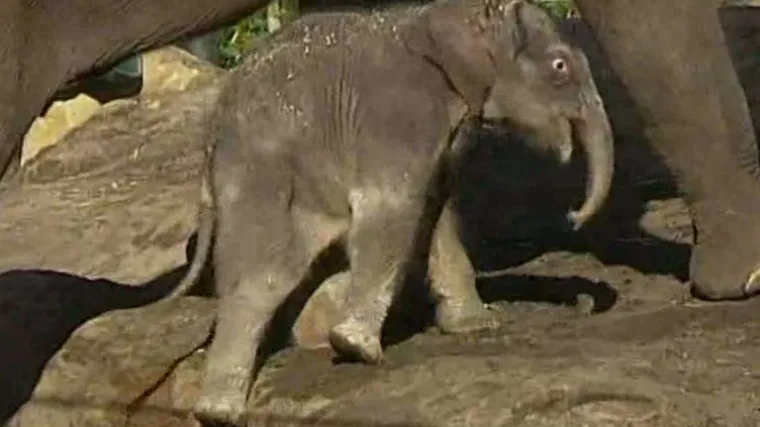 Slonić živ i zdrav nakon 9-dnevnog poroda