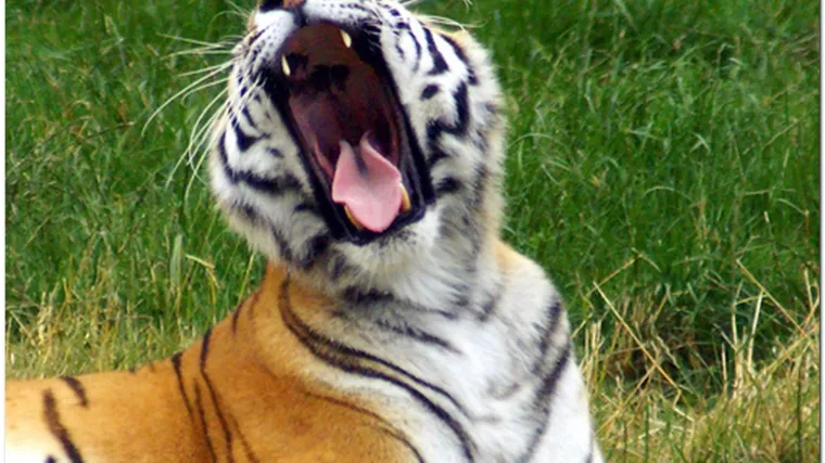 Tri odbjegla tigra na Kanarima ubila policija