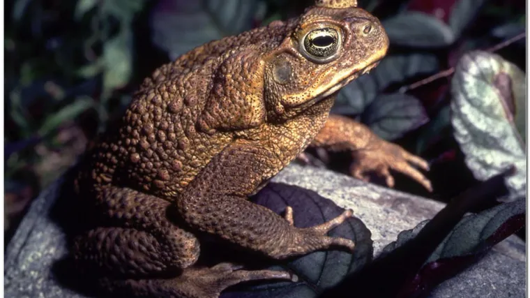 Prikupljaju žabe za gnojivo