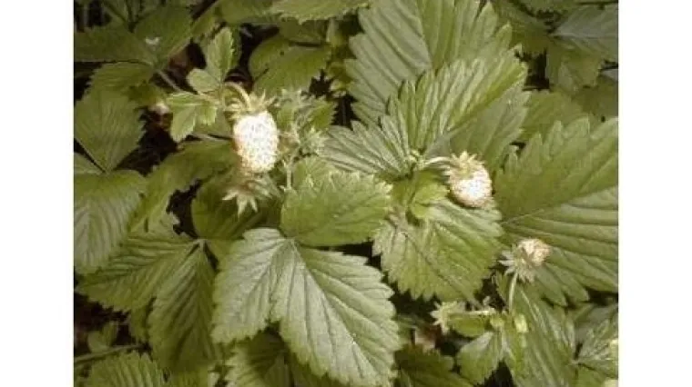 Bijela jagoda s okusom ananasa postaje hit sezone