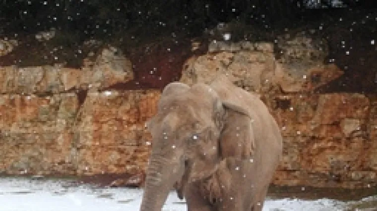 Uginuo Titov slon Sony