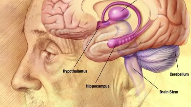 Mozak predviđa &scaron;to bi oči mogle vidjeti