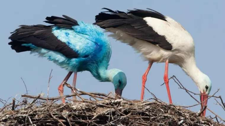 Plava roda zapanjila Njemačku