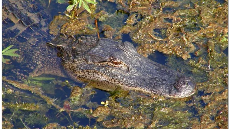 Curica preživjela četiri dana u močvari