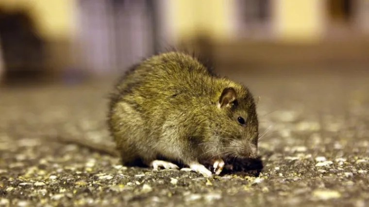 &Scaron;takori pojeli rije&scaron;ene ispite na fakultetu