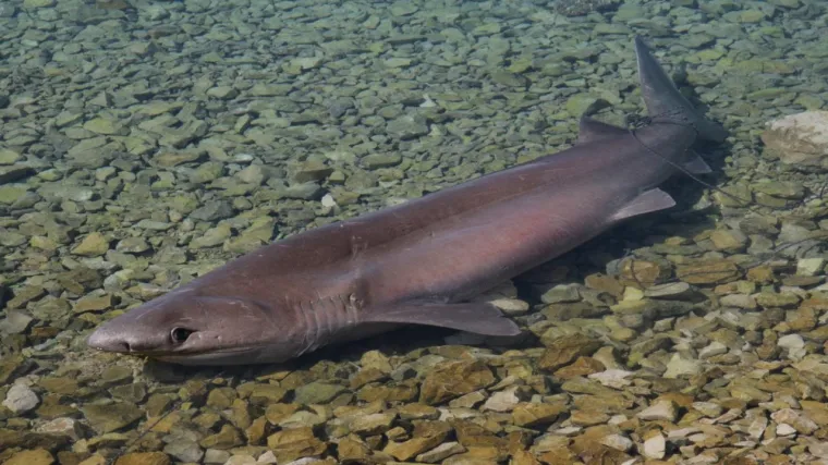 Spasili nasukanog morskog psa