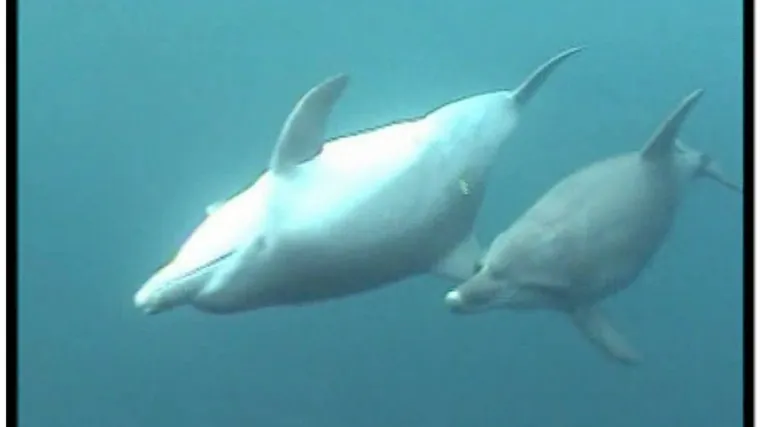 &Scaron;ibenik: Dobrog dupina ubili iz sačmarice