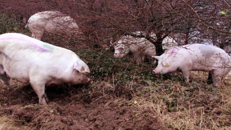 Nakon valjanja po blatu svinje izrovale bombu