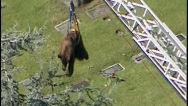 Medvjeda skidali sa stabla