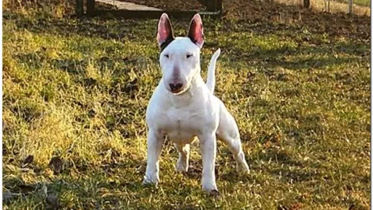 Bulterijeri rastrgali curicu