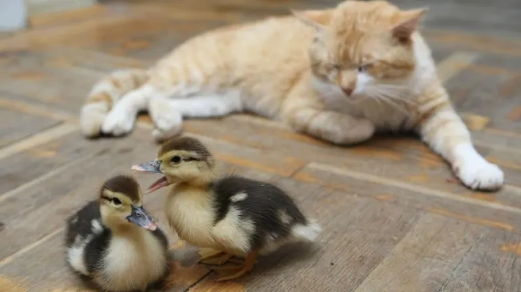 Mačak Njofra i pačići - najbolji prijatelji