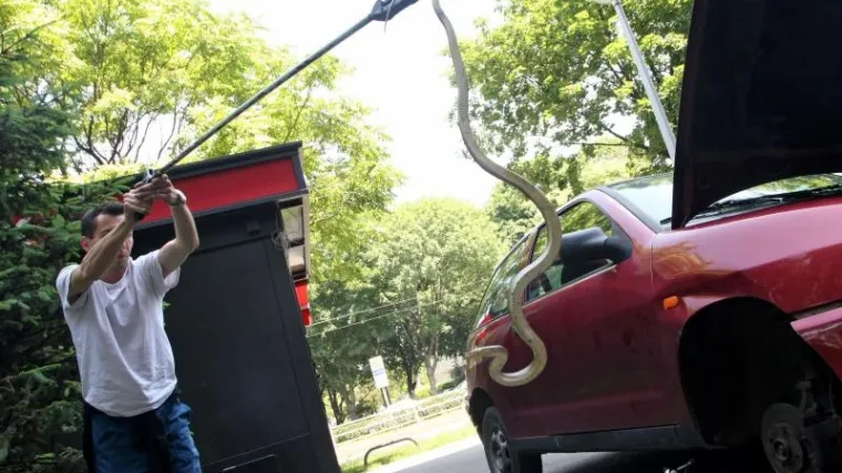 Zmijurina usred Zagreba