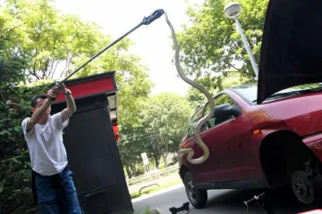 Zmijurina usred Zagreba