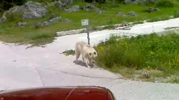 'U sri bila dana" na cesti sreli vuka!