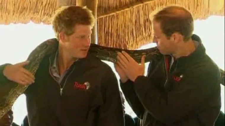 Prinčevi William i Harry licem u lice s pitonom