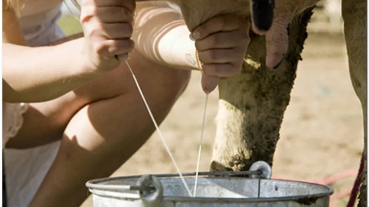 Farmer proizveo mlijeko s okusom cole