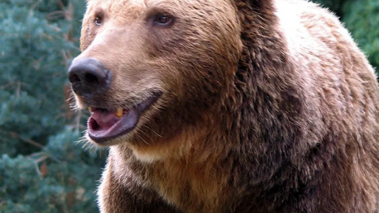 Slovenku te&scaron;ko ozlijedila medvjedica