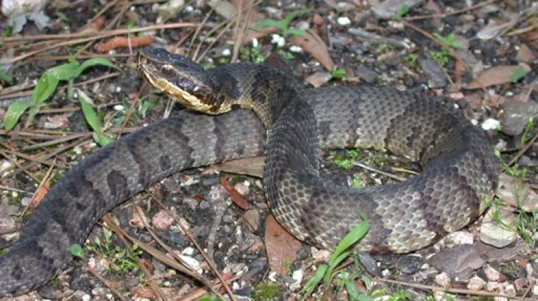 U Kutini invazija zmija