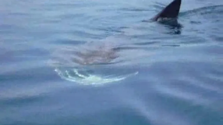 Pored čamca ugledali golemog morskog psa