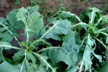 Led stukao biljke u Slavonskom Brodu