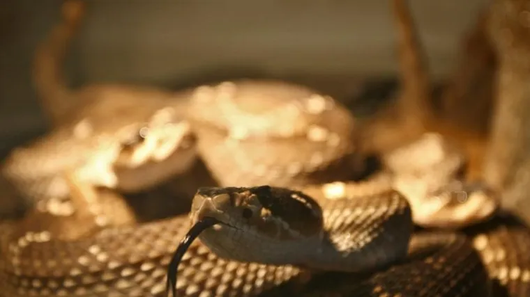 Zagreb: Uzgajivača ugrizla meksička zmija zvečarka