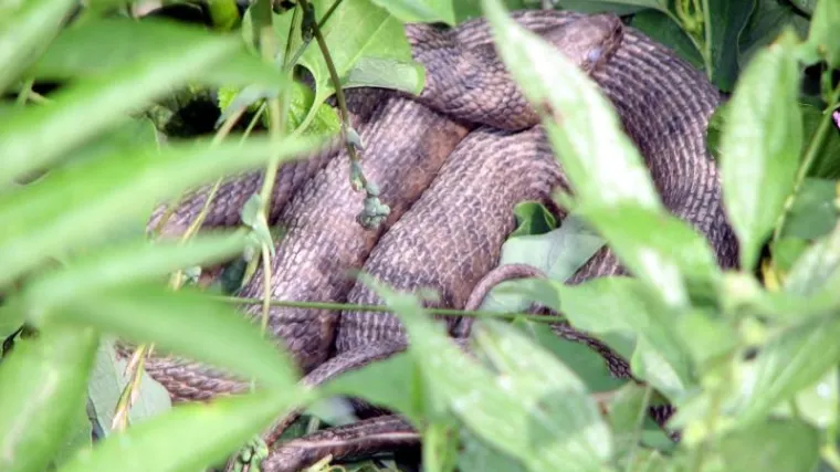 Zmije zaustavile radove na cjevovodu