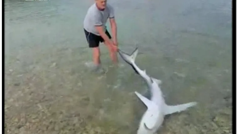 Turist spasio morskog psa