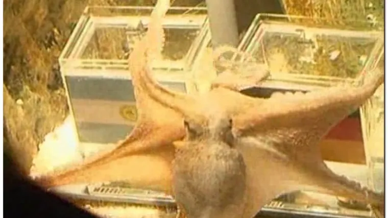 Vidovita hobotnica opet izabrala Njemačku