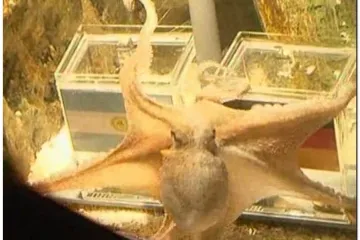 Vidovita hobotnica opet izabrala Njemačku