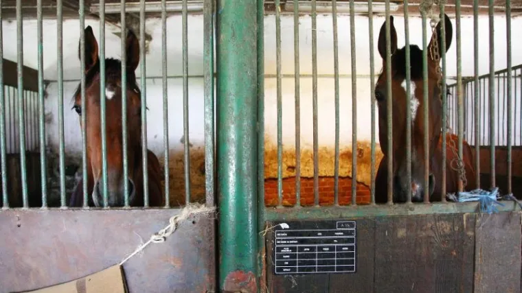 Nije silovao kobile već ih je poku&scaron;ao zajahati