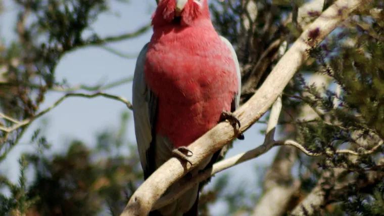 Kakadu svjedok na austrijskom sudu