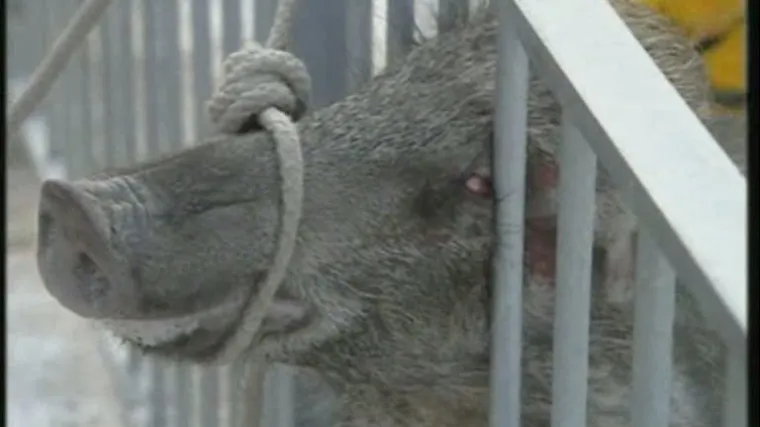 Spektakularan bijeg divlje svinje