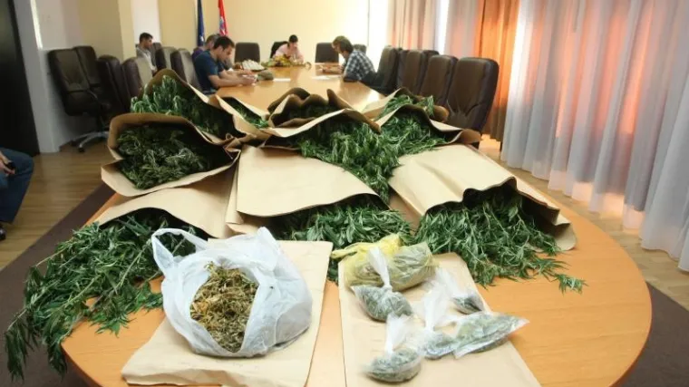 Na Pantovčaku sadio marihuanu