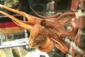 Španjolski poduzetnici nude 30 tisuća eura za Paula