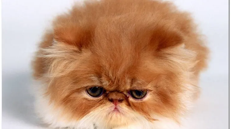 Perzijski mačak preživio pola sata u perilici