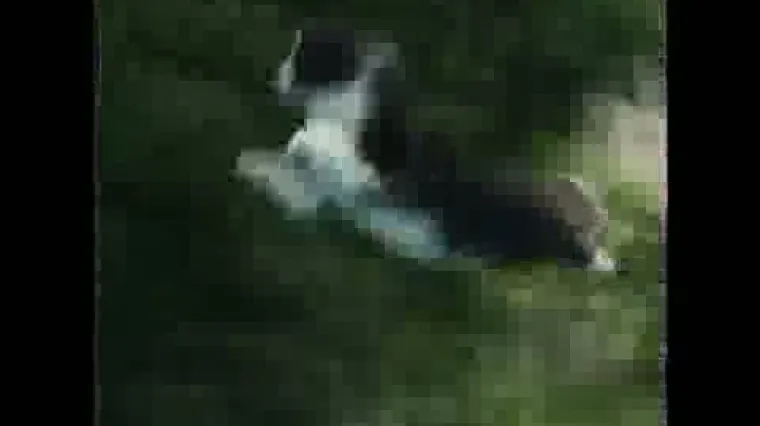 Psi se natjecali u skokovima u bazen