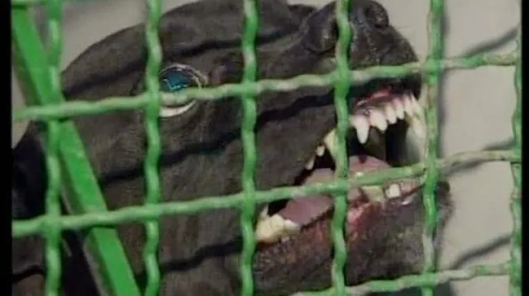 Pas upucao svog vlasnika u guzicu