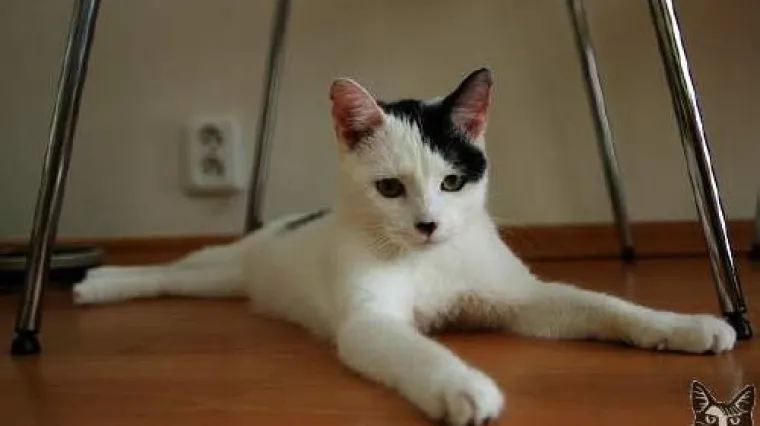 Mačke "pljunuti" Adolf Hitler