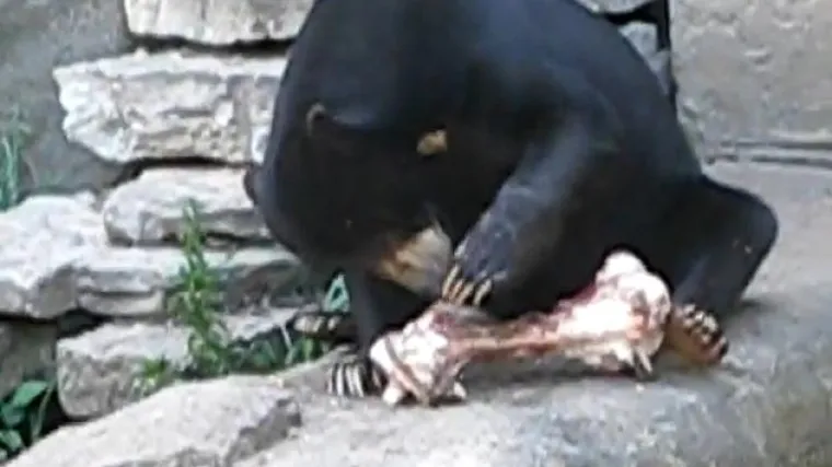 Medvjed rastrgao turiste