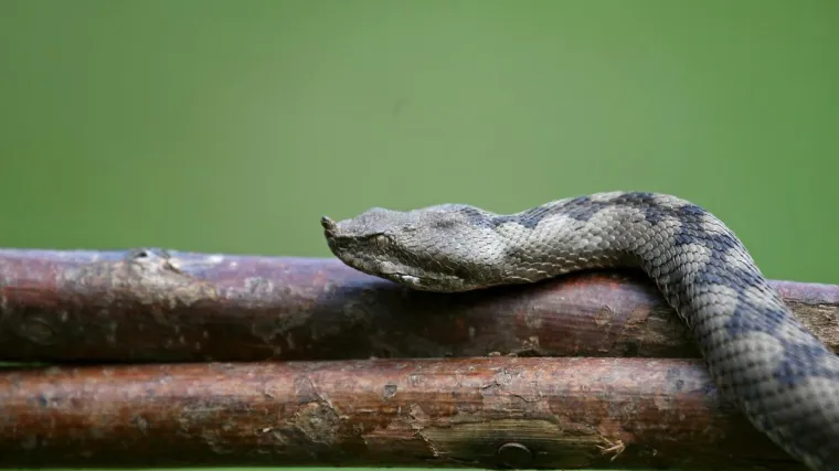 Slovenac tužio državu zbog ugriza poskoka