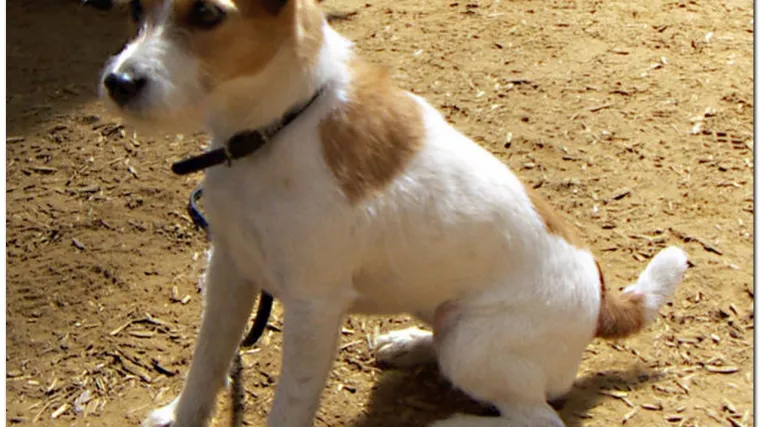 Pas vlasniku odgrizao prst i spasio mu život