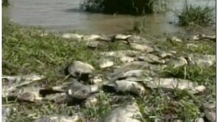 U Boliviji ribe ugibaju od hladnoće