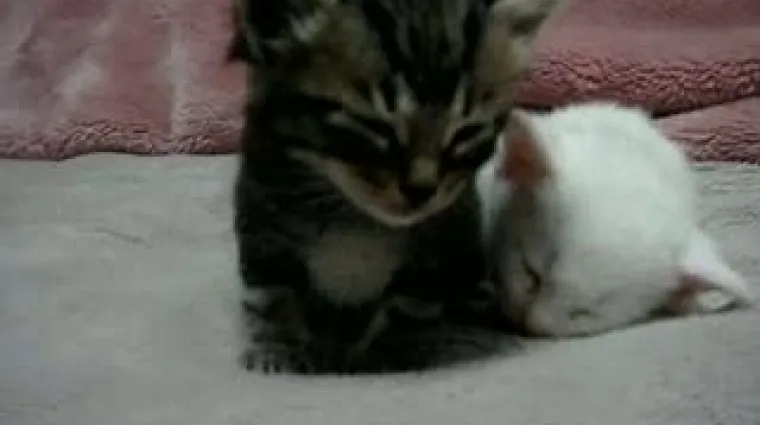 Maca očajnički ne želi zaspati