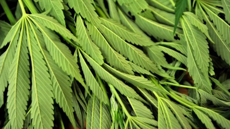 Poljoprivrednik prozivodio marihuanu