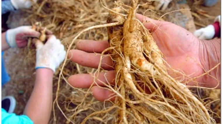 Pjongjang bi dio duga Če&scaron;koj vratio ginsengom