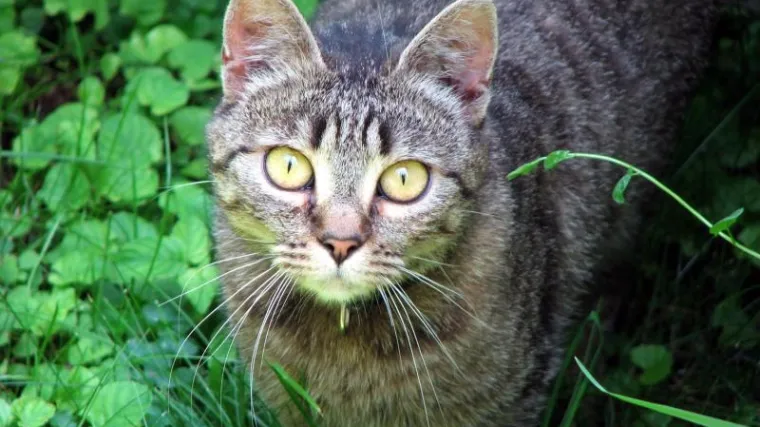 Belgijanci će sterilizirati sve mačke
